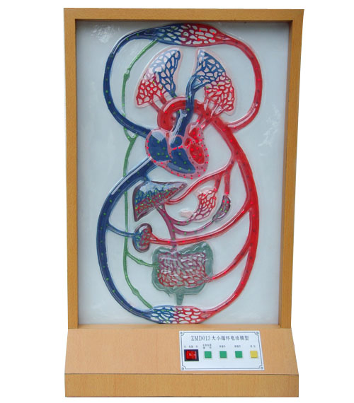 大小循環(huán)電動模型