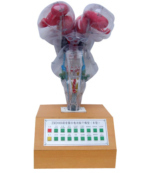 電動腦干模型