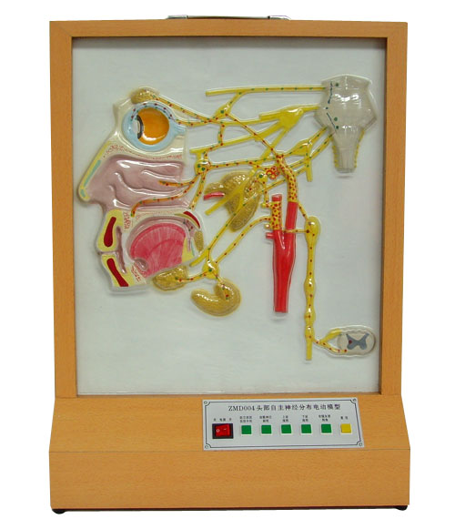 頭部自主神經(jīng)分布電動模型