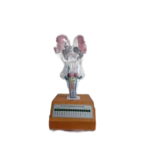 腦、腦干和腦神經(jīng)核立體關(guān)系電動模型